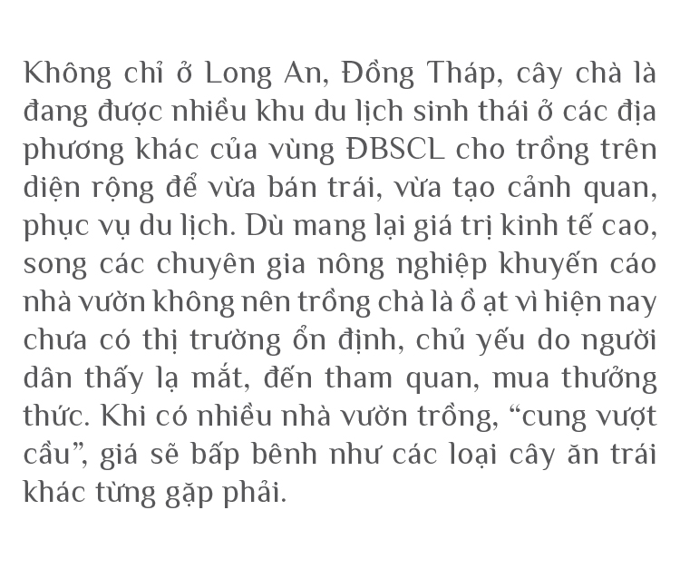 ĐBSCL: Cây chà là mang lại giá trị kinh tế cao ảnh 15
