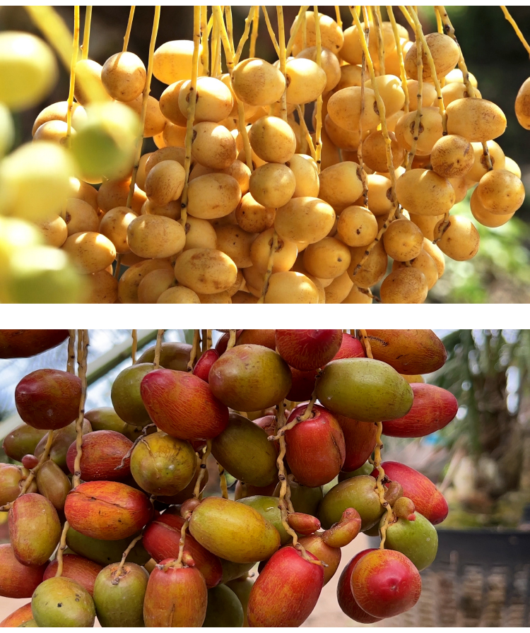 ĐBSCL: Cây chà là mang lại giá trị kinh tế cao ảnh 16