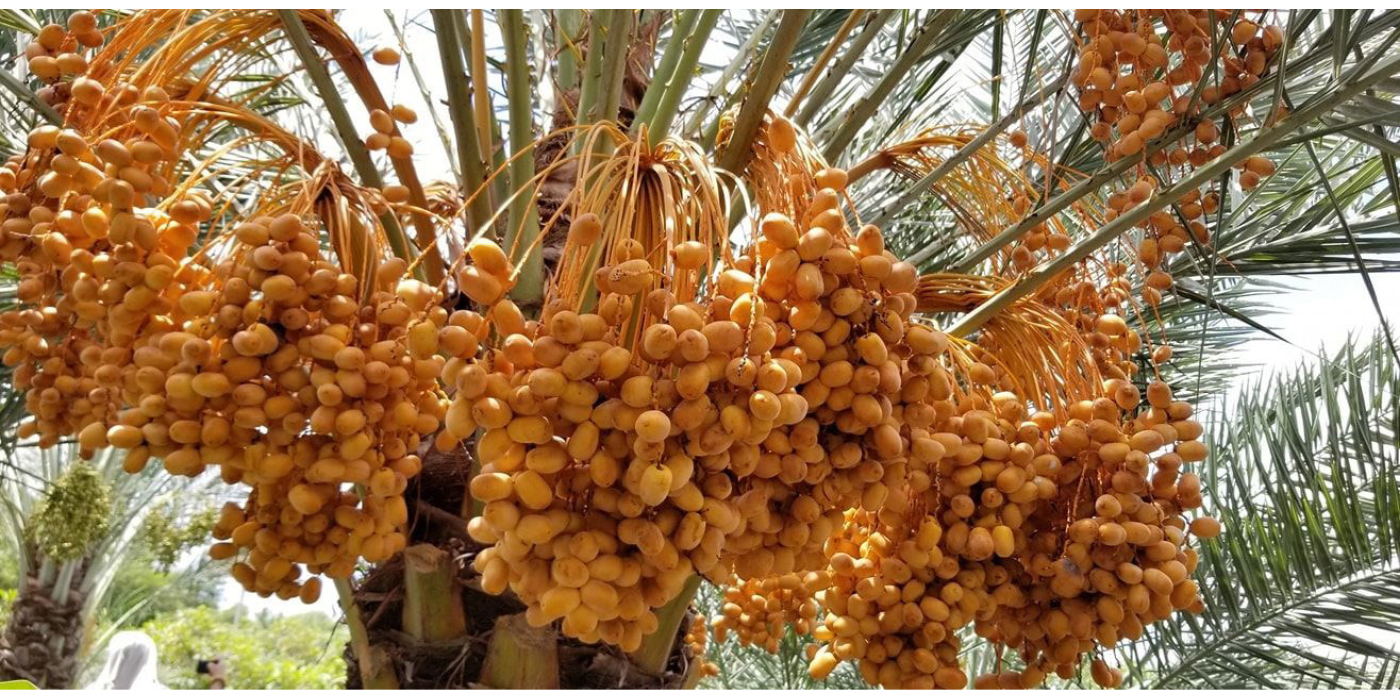 ĐBSCL: Cây chà là mang lại giá trị kinh tế cao ảnh 2