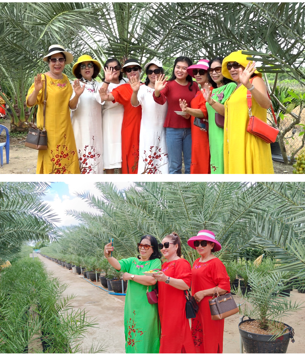 ĐBSCL: Cây chà là mang lại giá trị kinh tế cao ảnh 4