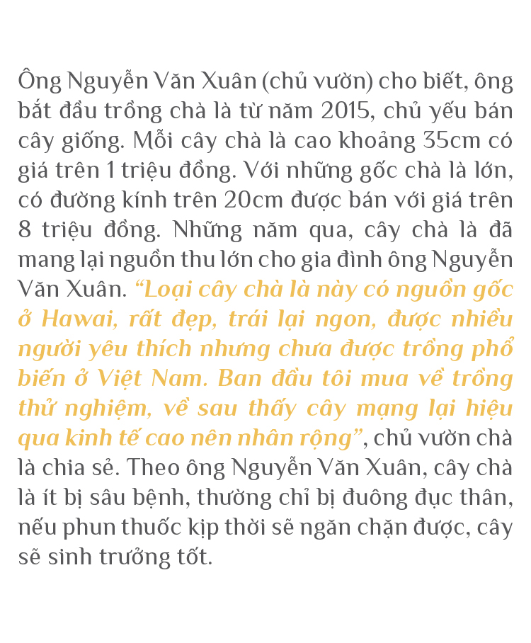 ĐBSCL: Cây chà là mang lại giá trị kinh tế cao ảnh 7