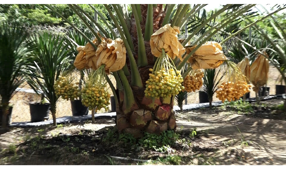 ĐBSCL: Cây chà là mang lại giá trị kinh tế cao ảnh 8