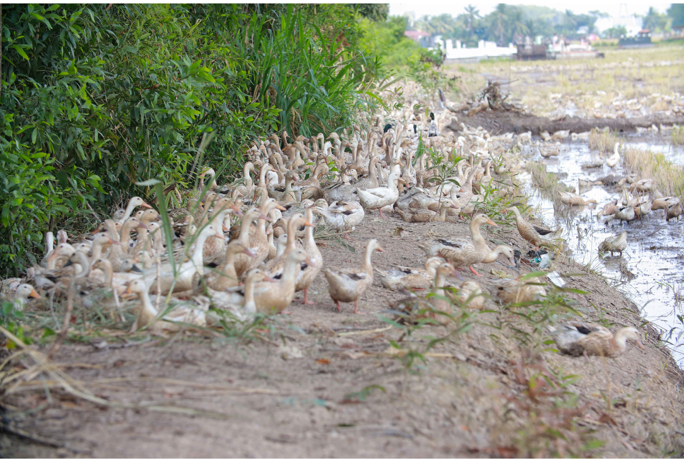 Nghề "cơm bụi ngủ đồng" ảnh 11