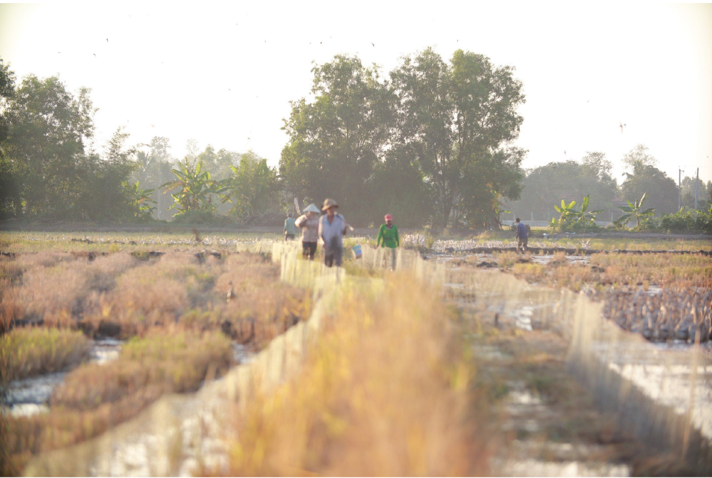 Nghề "cơm bụi ngủ đồng" ảnh 19