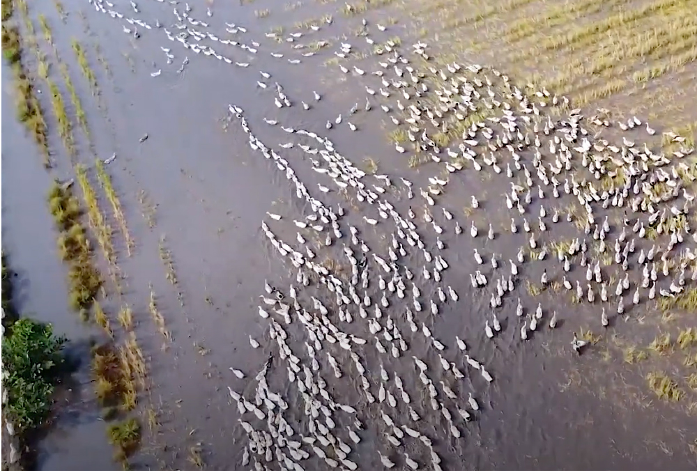 Nghề "cơm bụi ngủ đồng" ảnh 2