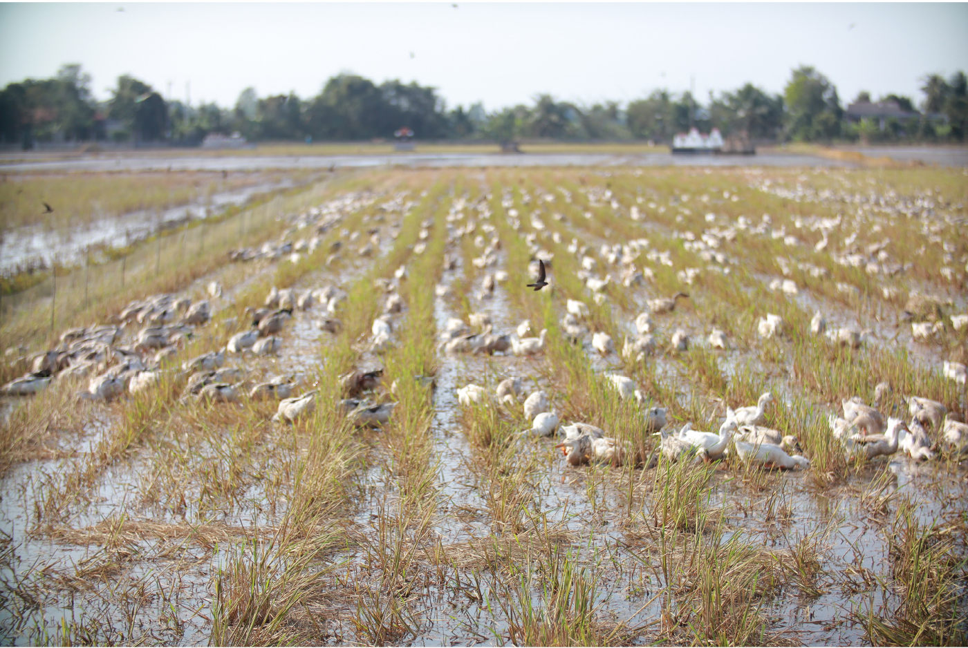 Nghề "cơm bụi ngủ đồng" ảnh 26