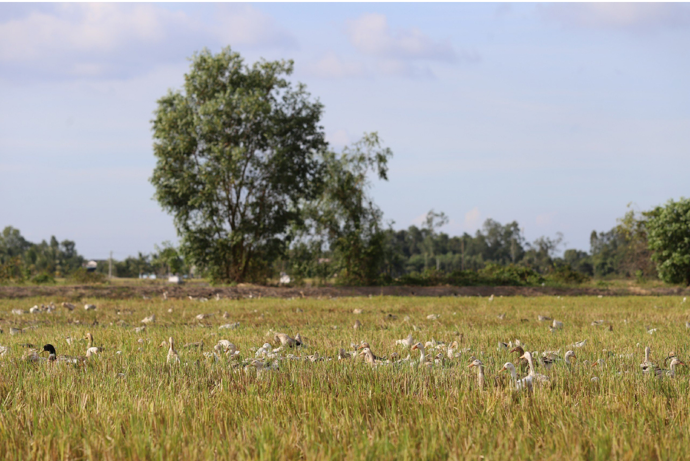 Nghề "cơm bụi ngủ đồng" ảnh 5
