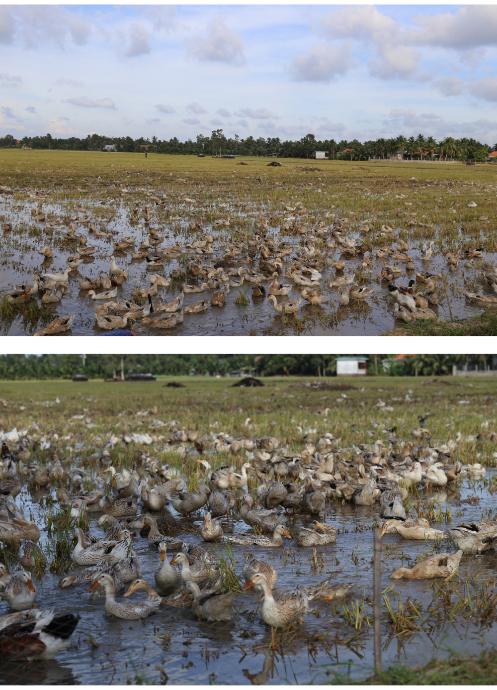 Nghề "cơm bụi ngủ đồng" ảnh 6