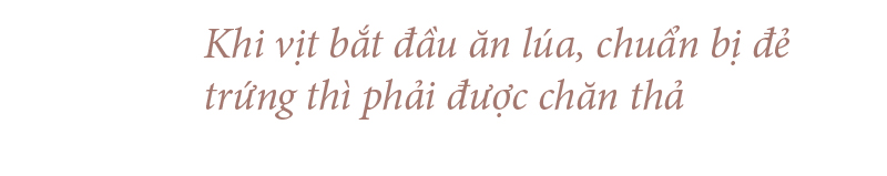 Nghề "cơm bụi ngủ đồng" ảnh 7