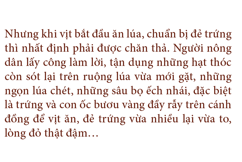 Nghề "cơm bụi ngủ đồng" ảnh 8