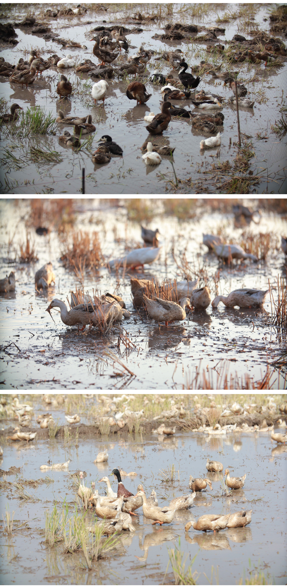 Nghề "cơm bụi ngủ đồng" ảnh 9