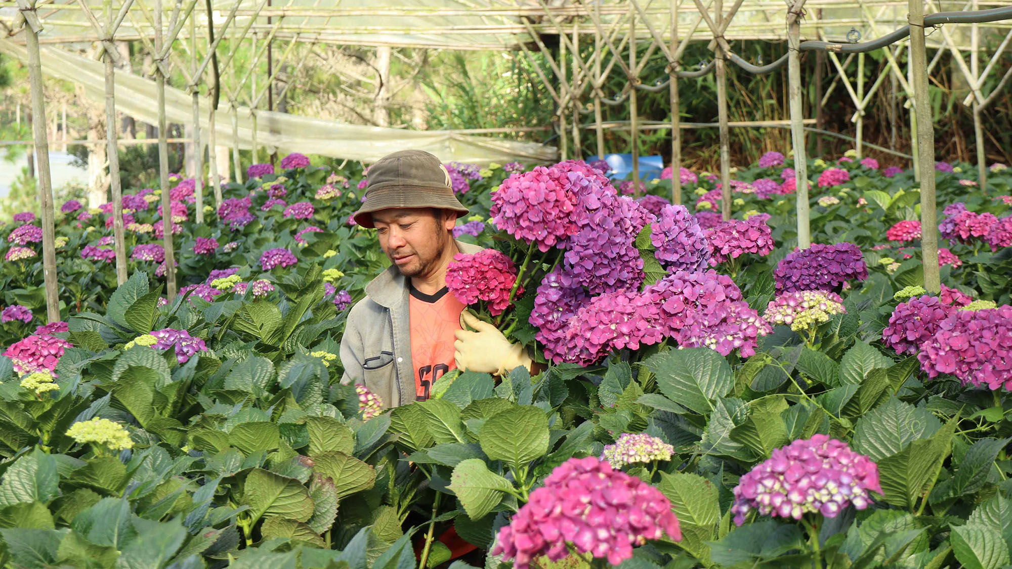 Vườn lily tết của nông dân Đà Lạt được đầu tư cao với hy vọng sẽ trúng đậm. Ảnh: ĐOÀN KIÊN