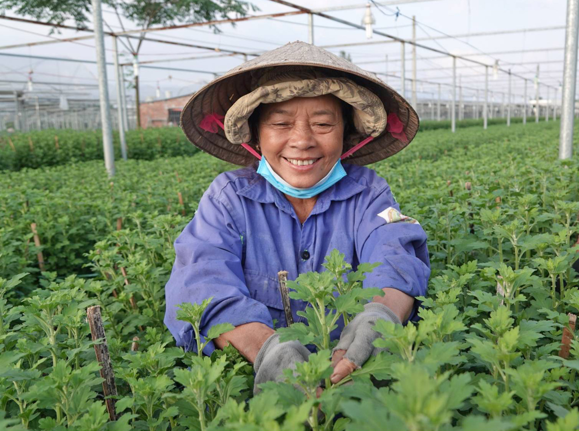 Nông dân xã Hòa Châu (huyện Hòa Vang, TP Đà Nẵng) tỉa lá để cúc ra hoa vào đúng tết. Ảnh: XUÂN QUỲNH