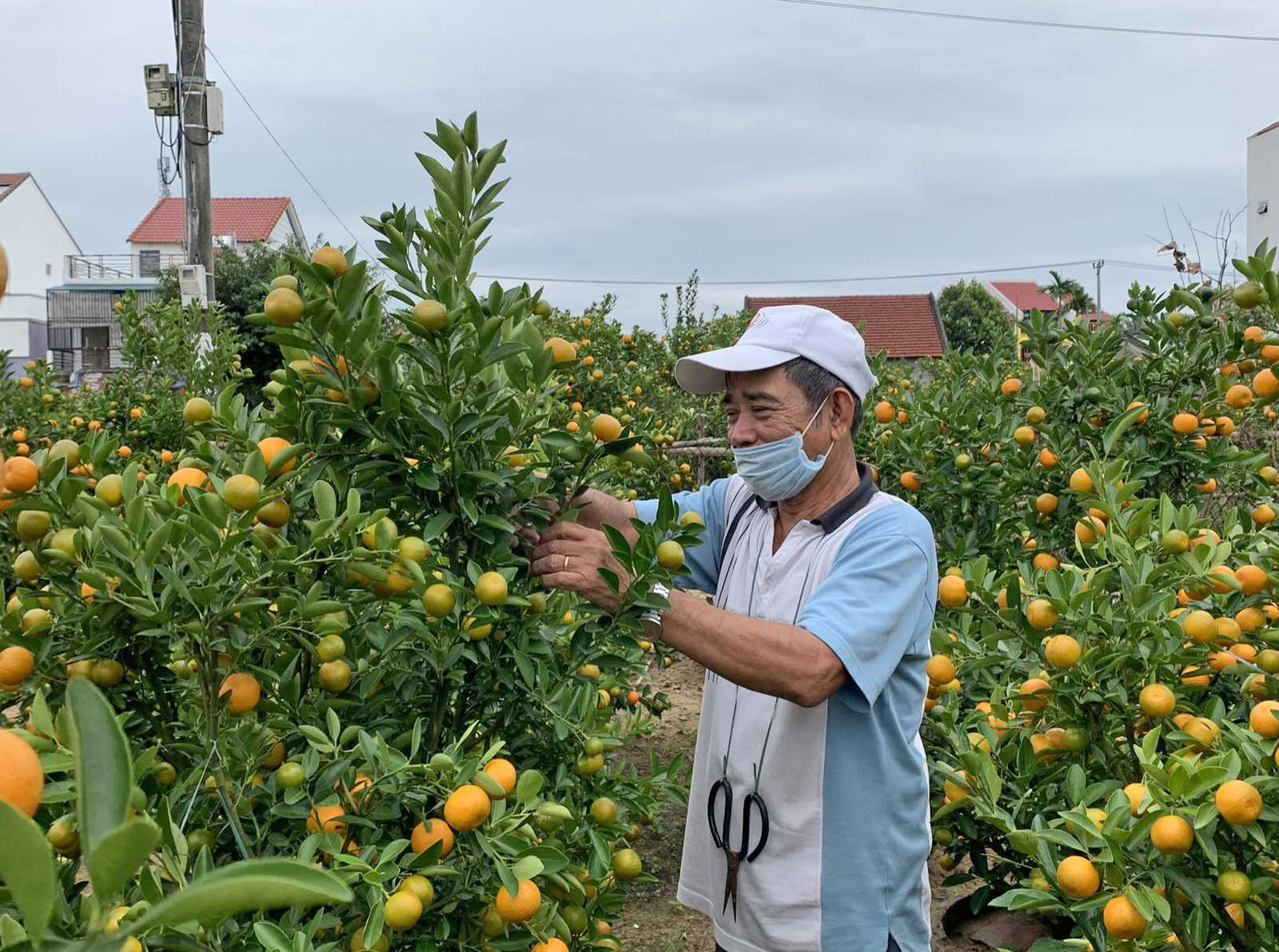 Vườn quất tết ở xã Cẩm Hà (TP Hội An, tỉnh Quảng Nam). Ảnh: XUÂN QUỲNH