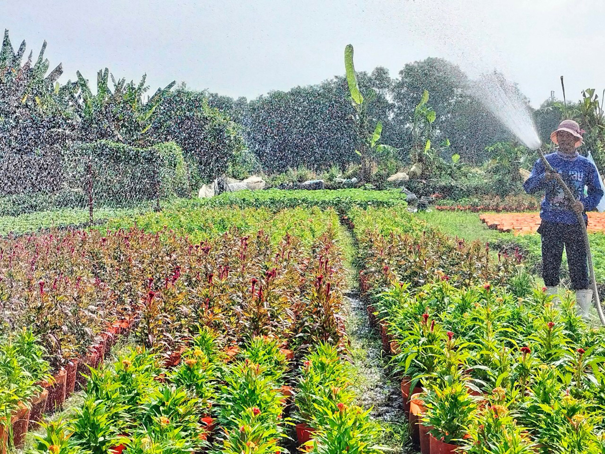 Nông dân làng hoa Tân Ba (phường Thái Hòa, thị xã Tân Uyên, Bình Dương) tất bật chăm sóc vườn hoa tết. Ảnh: HOÀNG BẮC