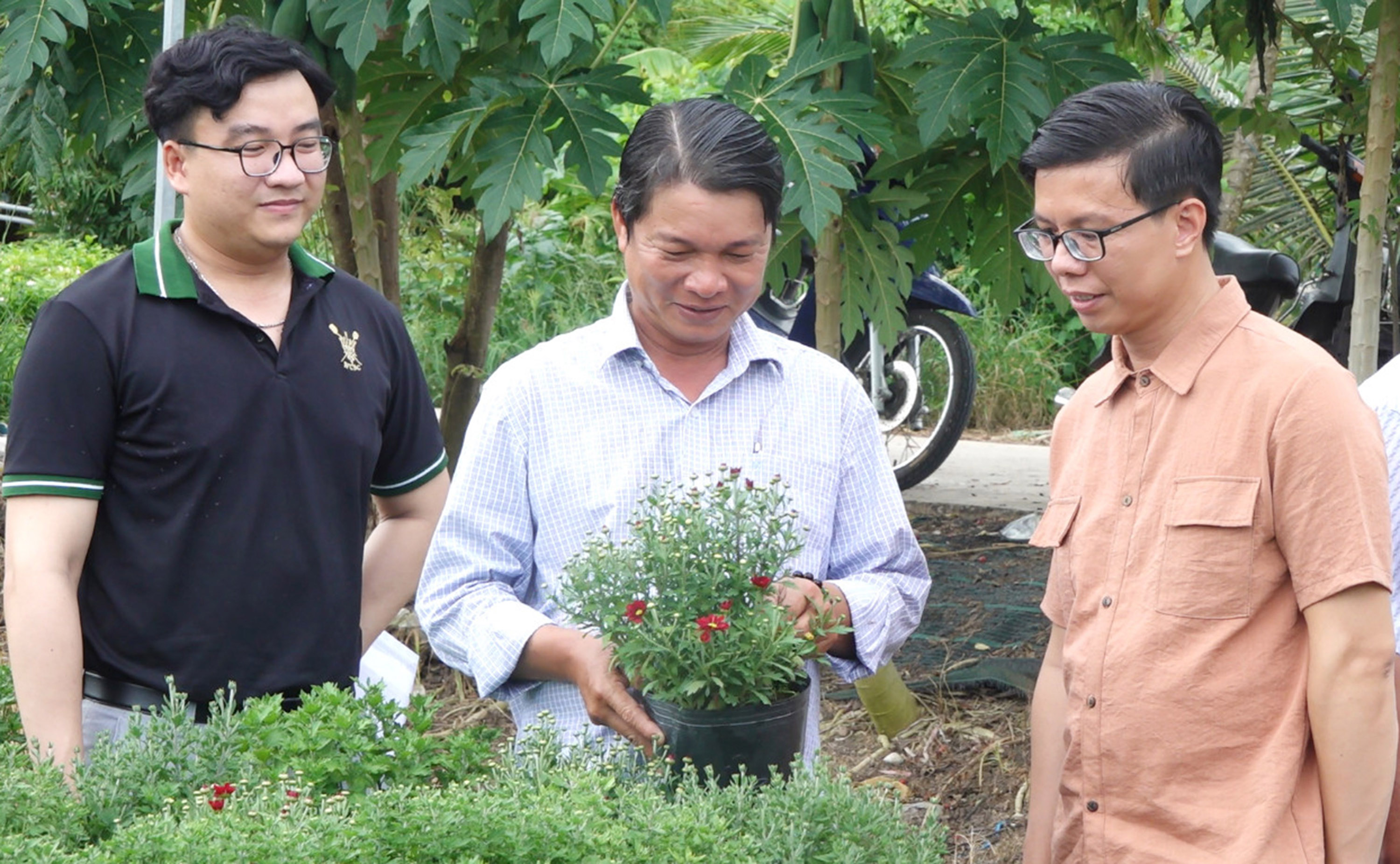 Thương lái đặt mua cúc pico được trồng theo kỹ thuật mới tại nhà vườn phường Tân Quy Đông, TP Sa Đéc, Đồng Tháp. Ảnh: PHAN HUY