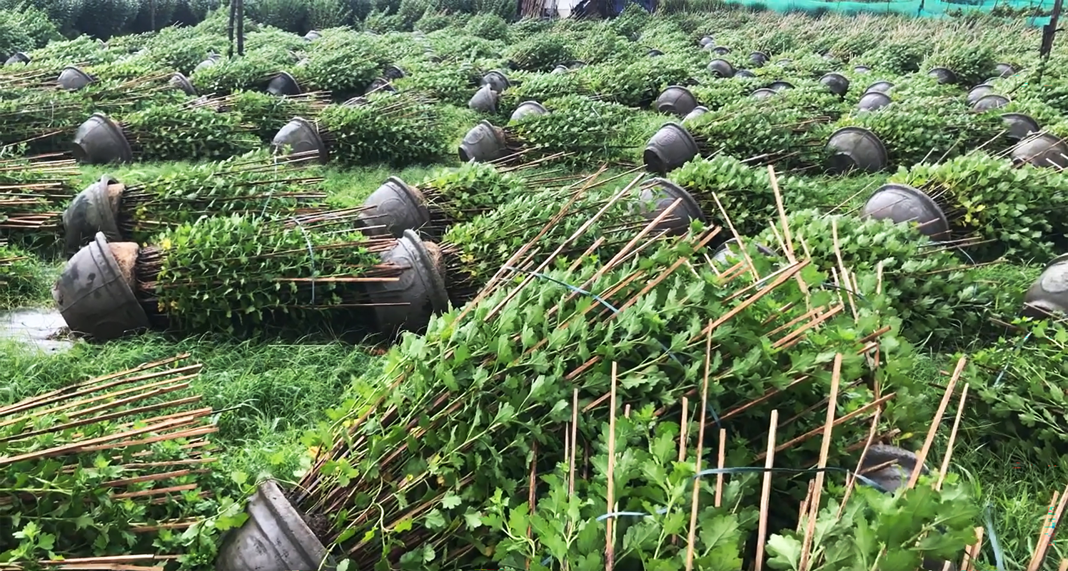 Gió lớn càn quét, quật ngã hàng ngàn chậu hoa cúc tết của người dân ở phường 9, TP Tuy Hòa