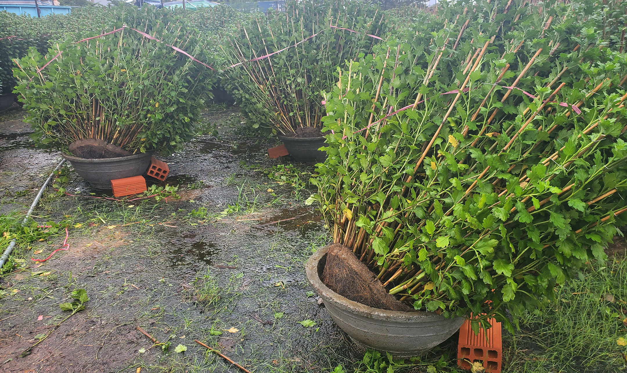 Một số nhà vườn dùng gạch kê tạm các chậu hoa