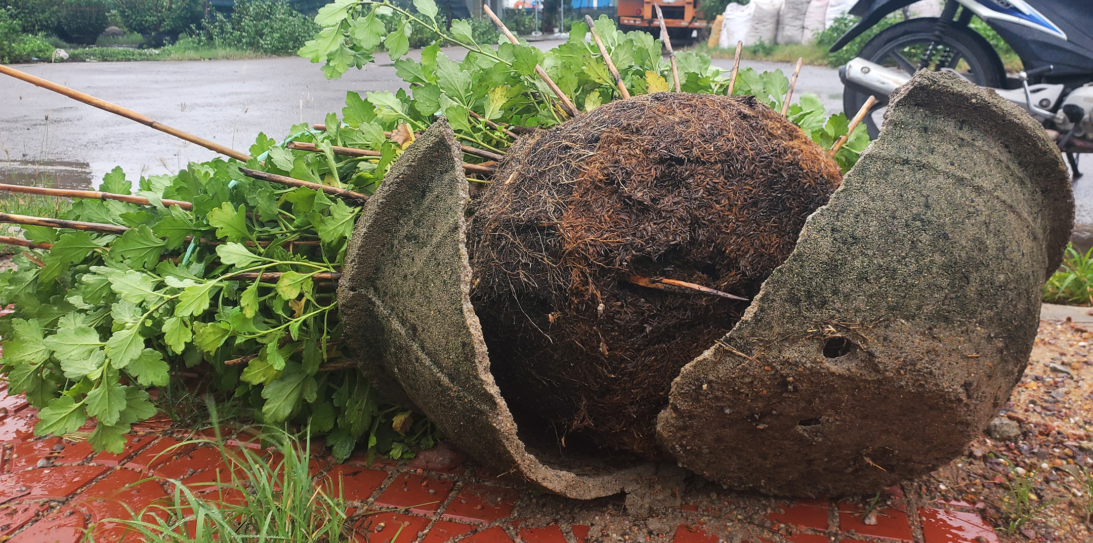 Gió lớn quật ngã, vỡ chậu hoa cúc tết ở hoa làng cúc Đống Đa