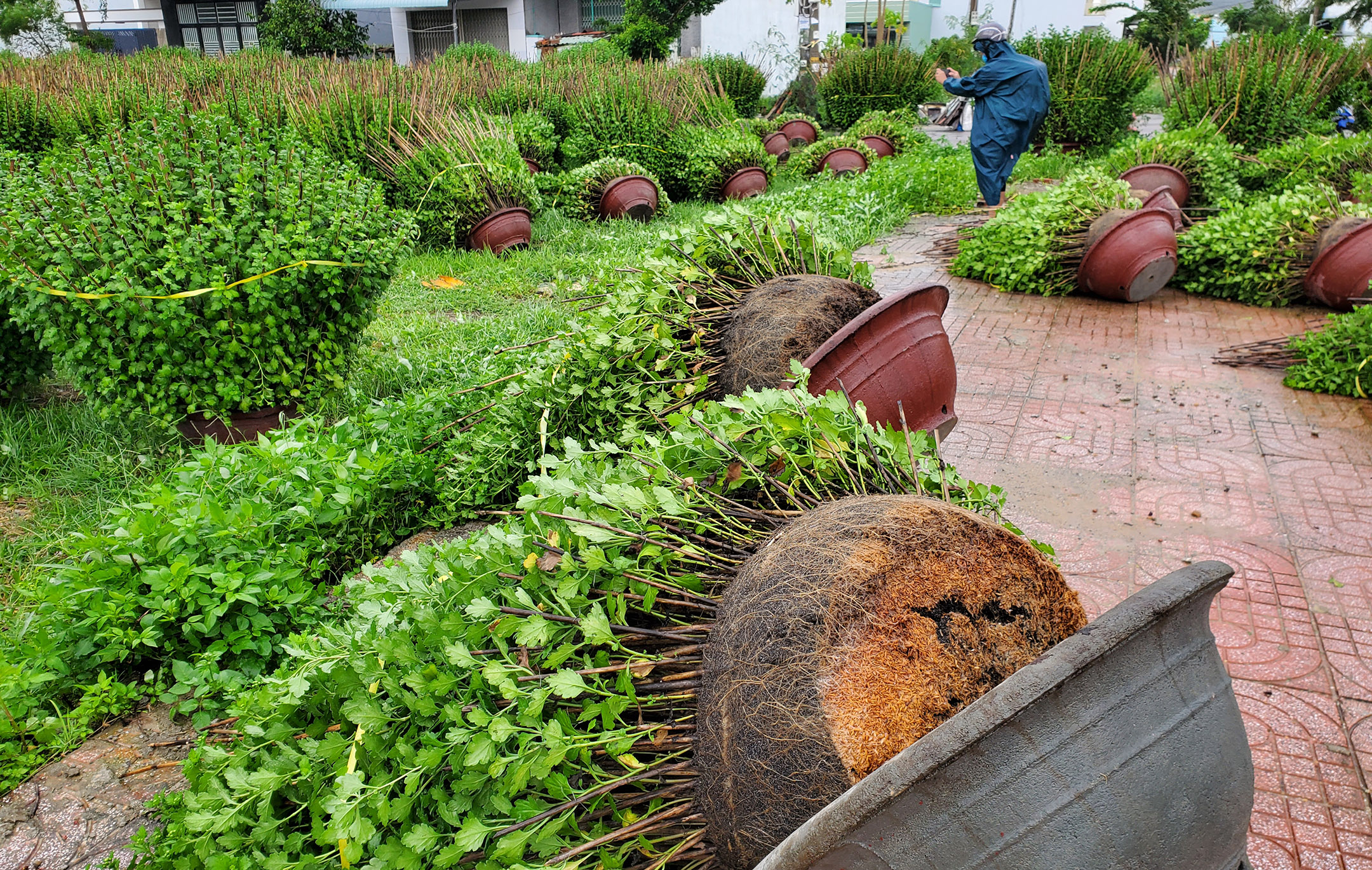 Chiều 18-12, gió vẫn còn mạnh nên người dân chưa thể đỡ chậu hoa lên để khắc phục