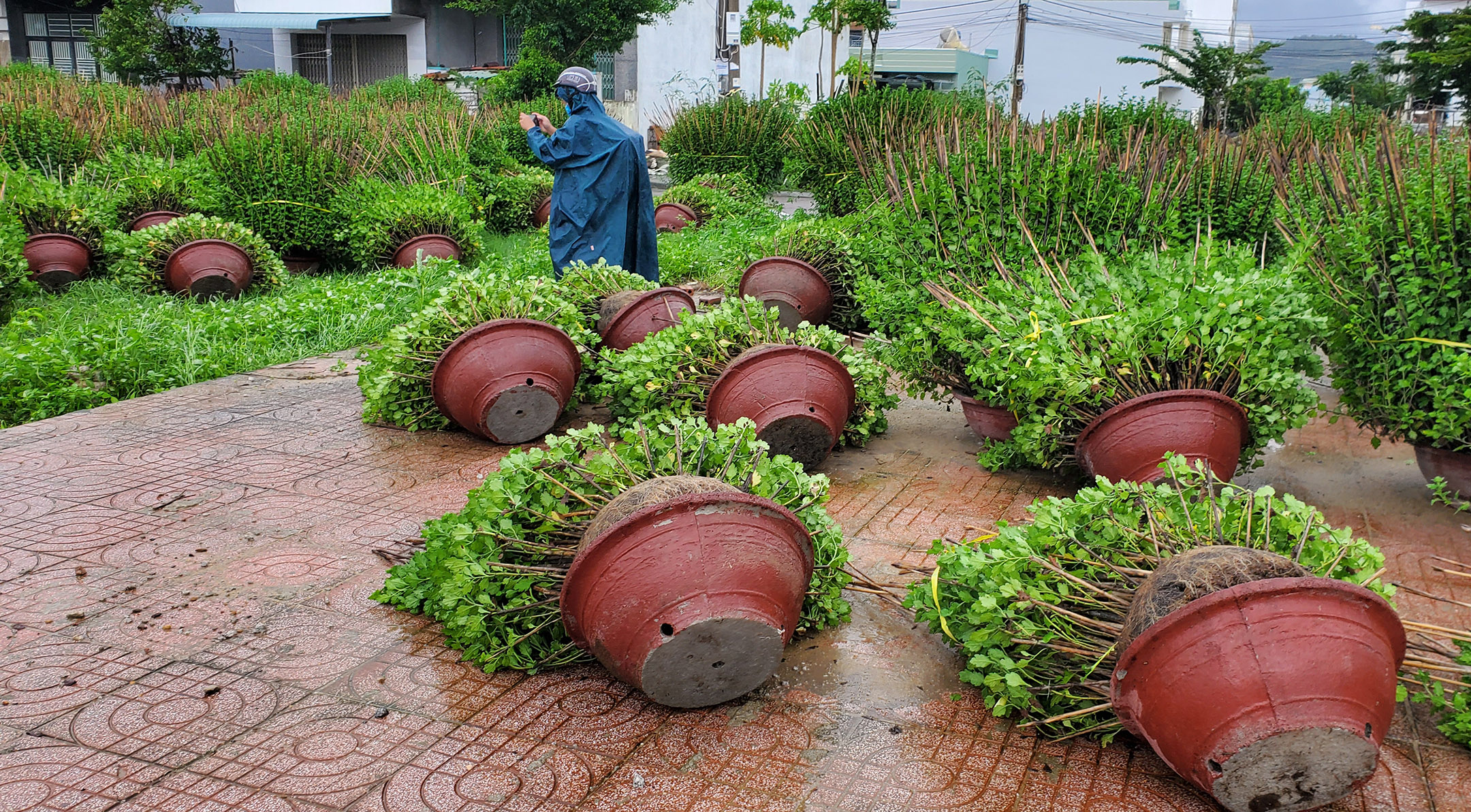 Còn tại làng hoa cúc Đống Đa (TP Quy Nhơn, Bình Định), ông Huỳnh Tấn Lễ (67 tuổi) cho biết: “Từ chiều tối qua đến sáng nay, gió quét mạnh như trời có bão vậy. Gió mạnh nhất lúc 2 giờ sáng, quật đổ hàng trăm chậu hoa cúc của tôi, cây và búp bị ảnh hưởng, nguy cơ bị hư hại rất lớn”.