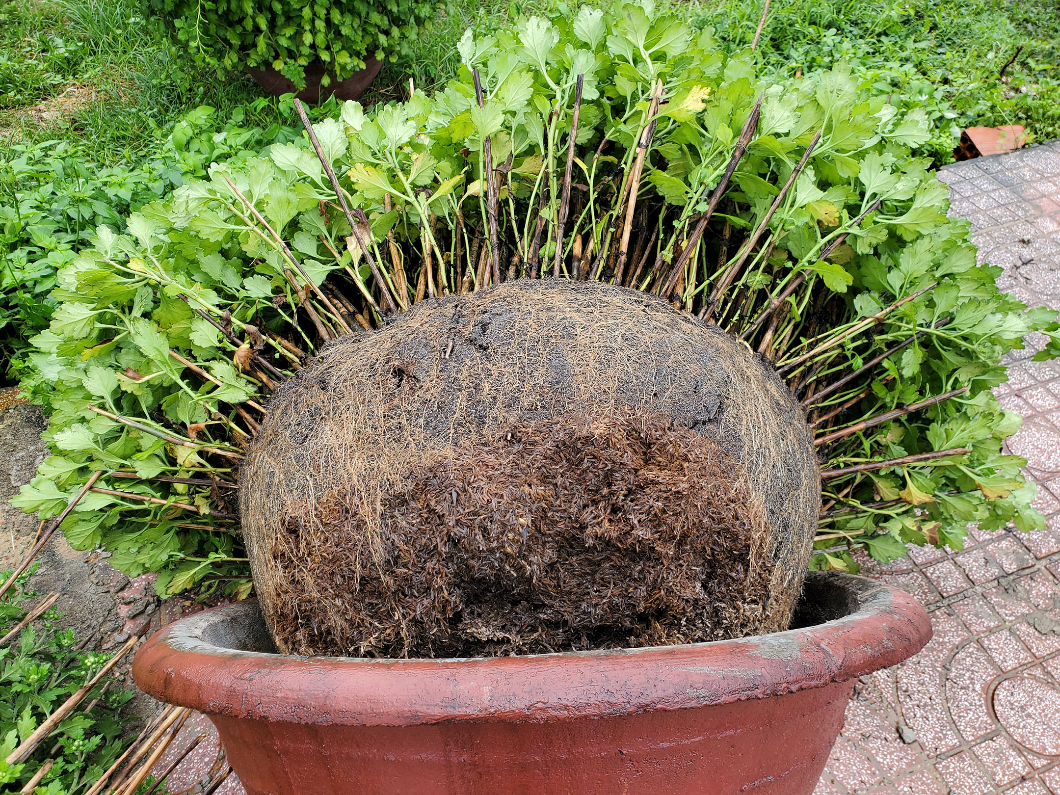 Hoa cúc được người dân xuống giống từ tháng 7-2022 và việc chăm sóc đến nay rất tốn công sức, tiền của. Năm nay, địa bàn TP Quy Nhơn liên tiếp mưa nắng bất thường, ngập lụt nặng trong 2 tháng 10, 11 khiến cho người trồng hoa tết rất chật vật.