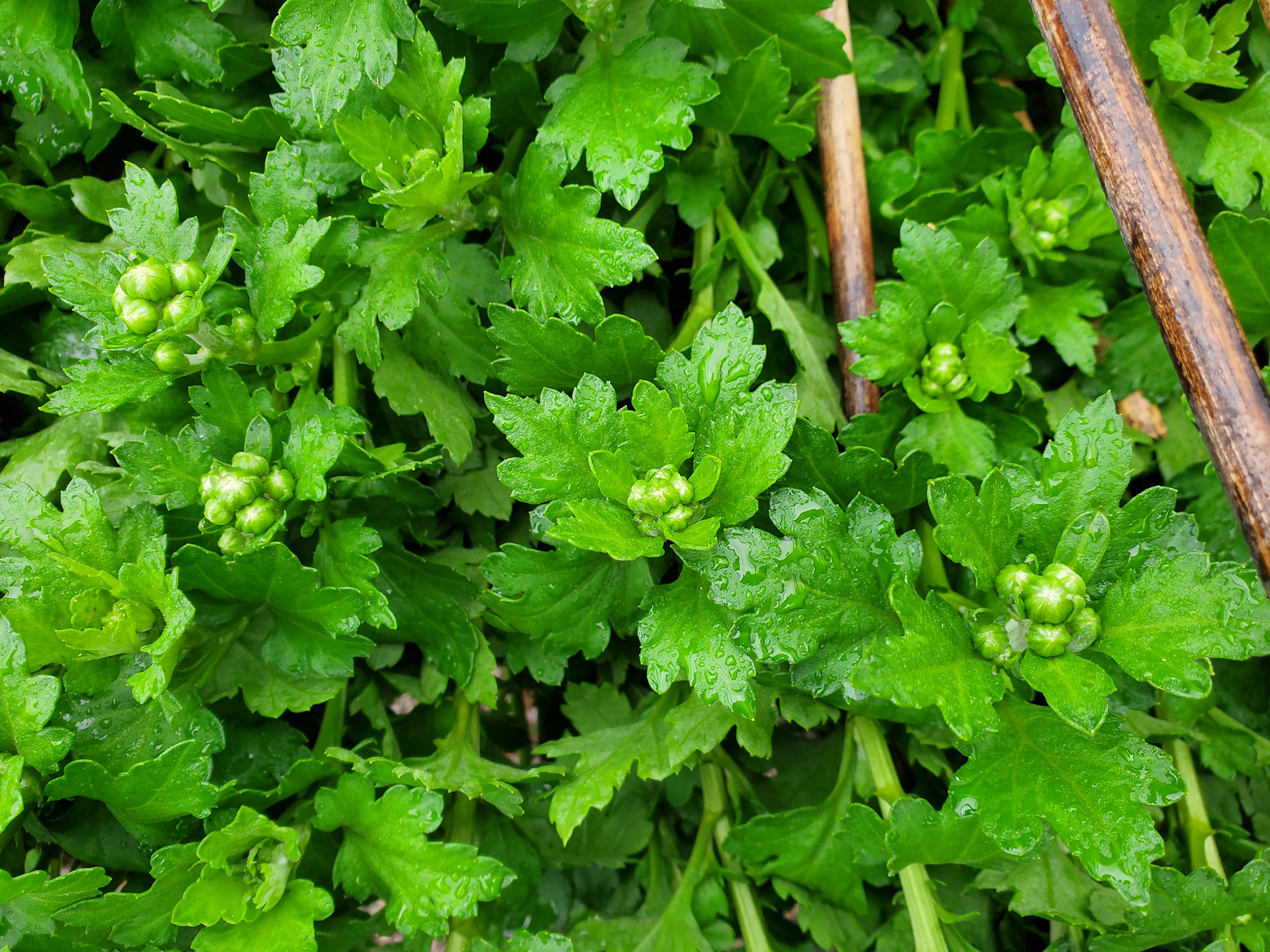 Bà Dung chia sẻ, dịp này hoa cúc tết đang ra búp nên rất dễ bị tổn thương. Gió lớn 2 ngày nay khiến các búp hoa bị tác động, nguy cơ không nở.