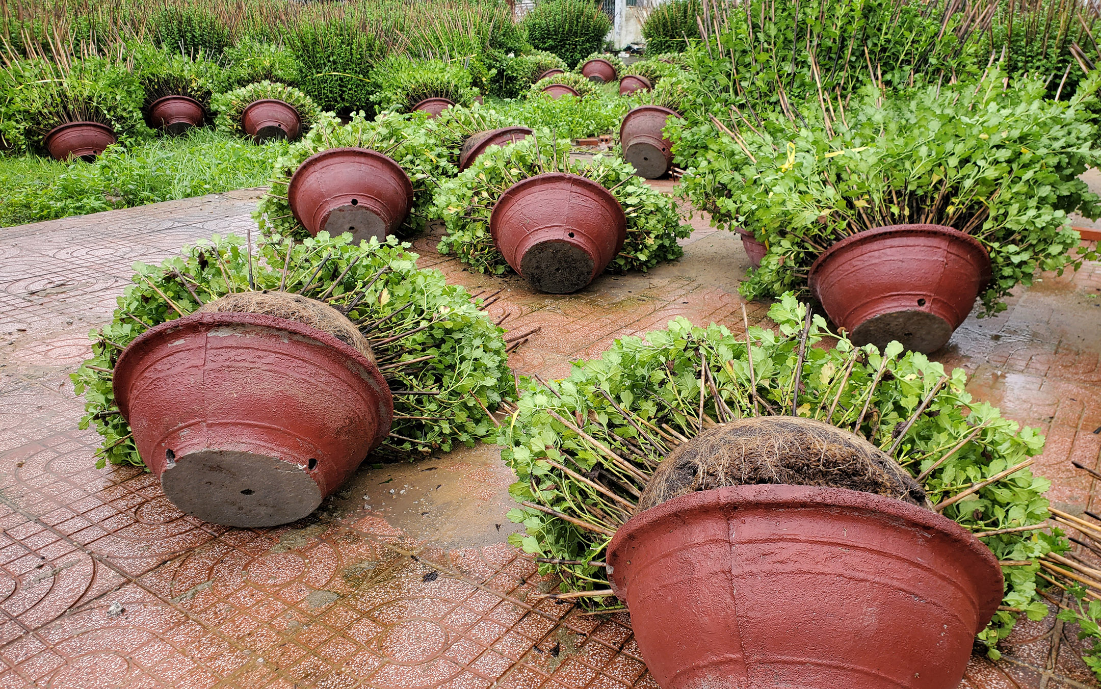 Các chậu hoa cúc tết tại làng cúc Đống Đa bị gió quật đổ nằm la liệt