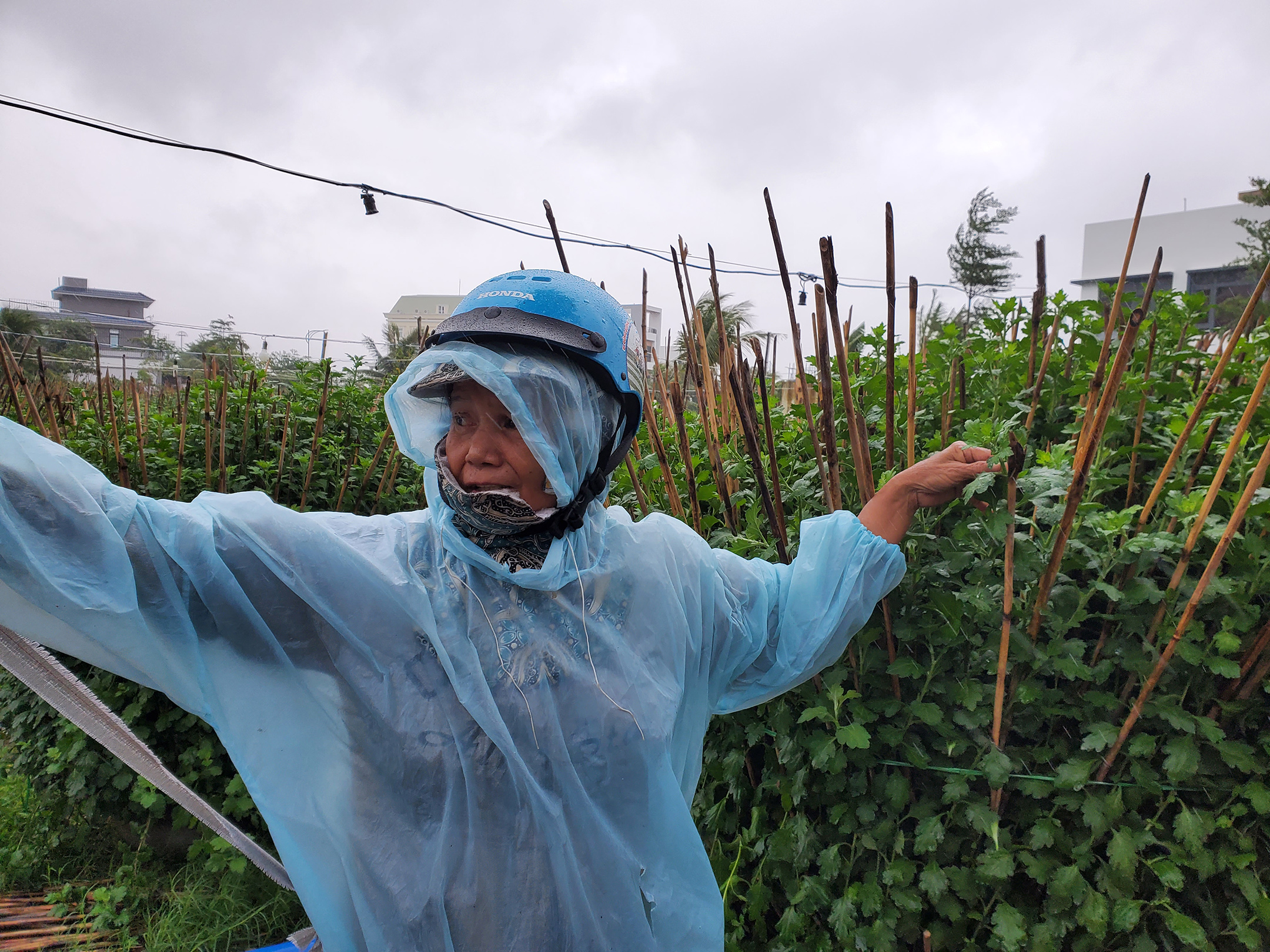 Trồng hoa tết đến nay đã hơn 20 năm nhưng chưa năm nào bà Nguyễn Thị Ngọc Dung (61 tuổi, làng hoa cúc Đống Đa) chịu cảnh cuối năm vẫn còn mưa gió, lốc như bão.