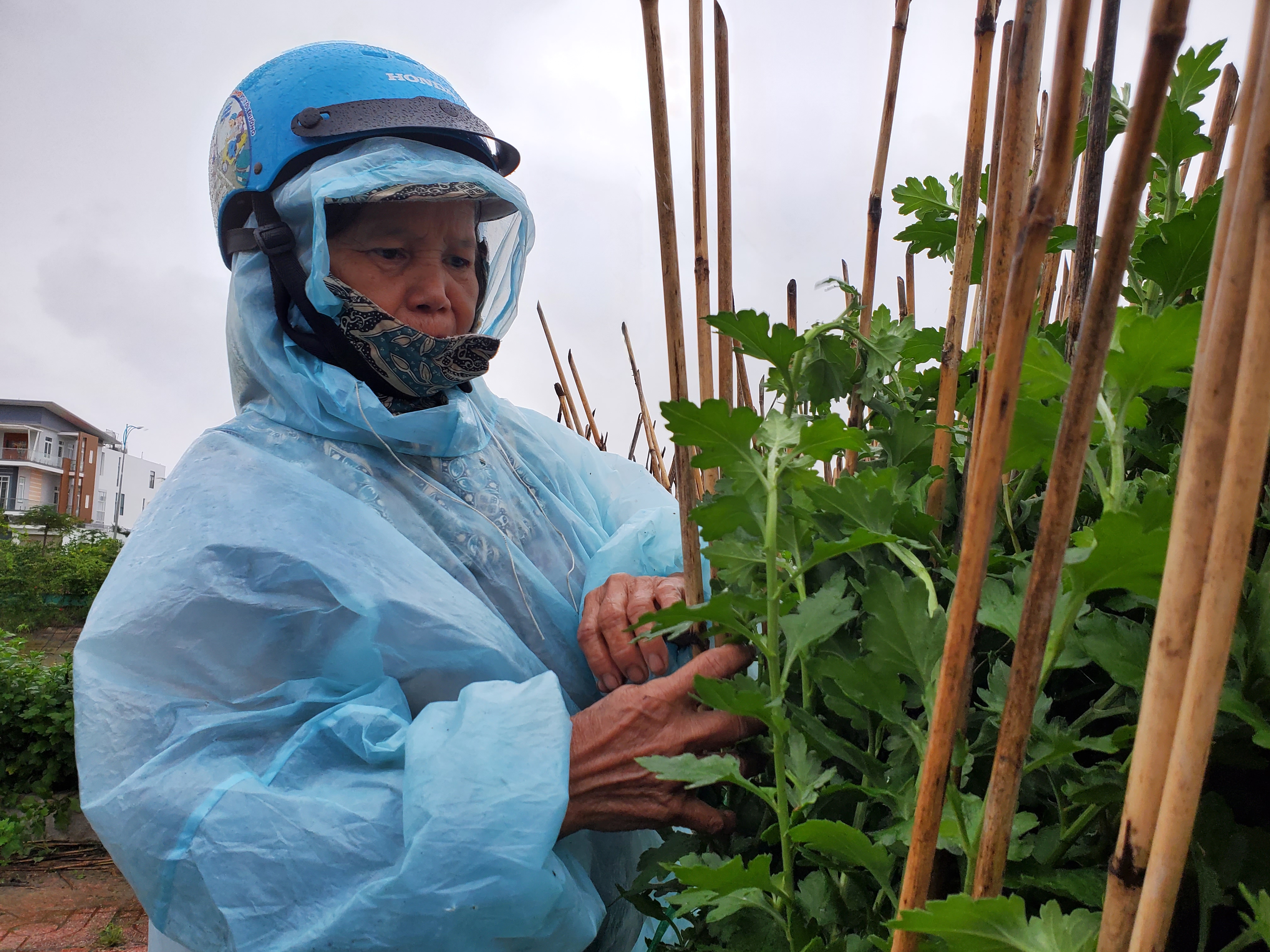 &quot;Từ hôm qua (17-12) đến nay, tôi gần như mất ăn, mất ngủ, lo lắng lắm. Cuối năm mà gió đâu giật mạnh như có bão đổ bộ vậy. Cả vườn hoa cúc tết của mẹ con tôi có 400 chậu thì 200 chậu bị lật đổ, hư hại&quot;, bà Dung chia sẻ.