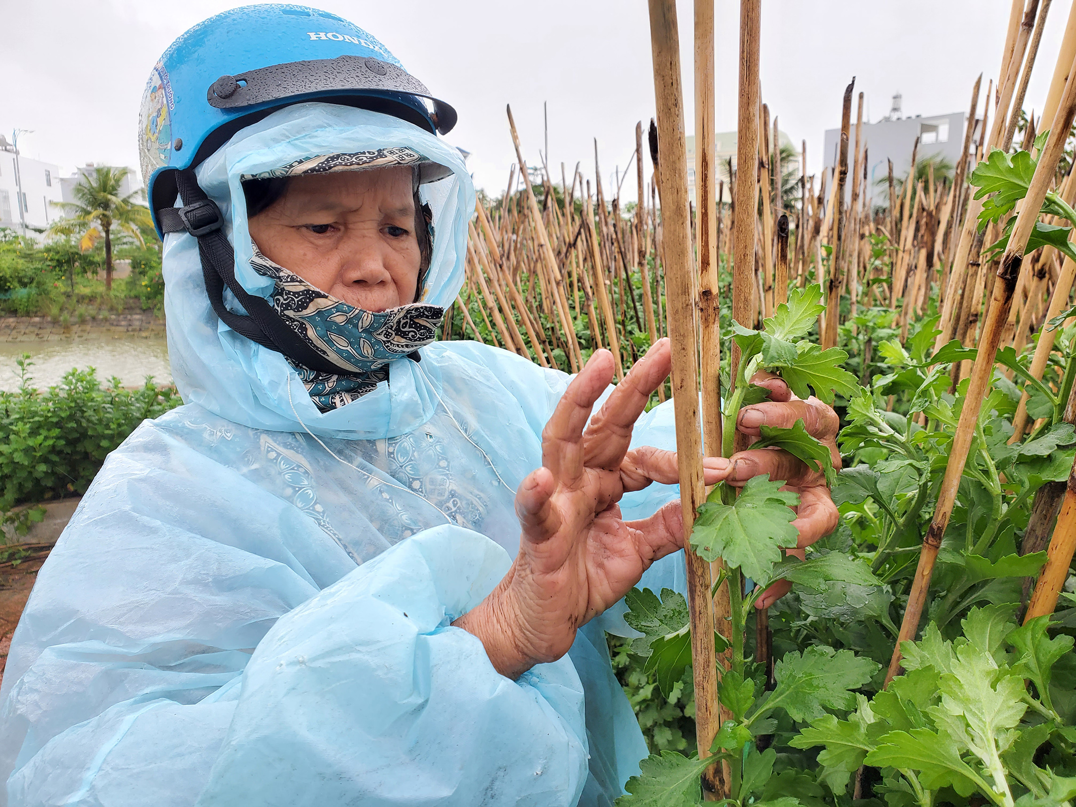 Bà Dung cẩn thận đỡ, buộc lại ngọn hoa cúc để vớt vát vụ tết