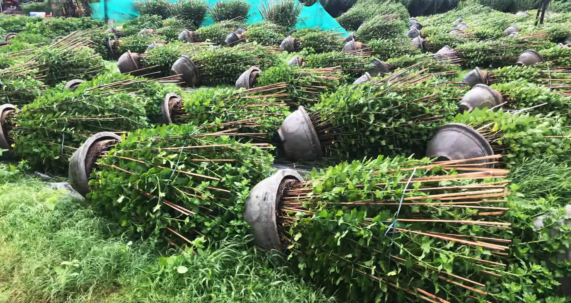 Tại khu vườn khác, khoảng 1.200 chậu hoa cúc bị đổ ngã, hư hại nguy cơ thất thu vụ tết.