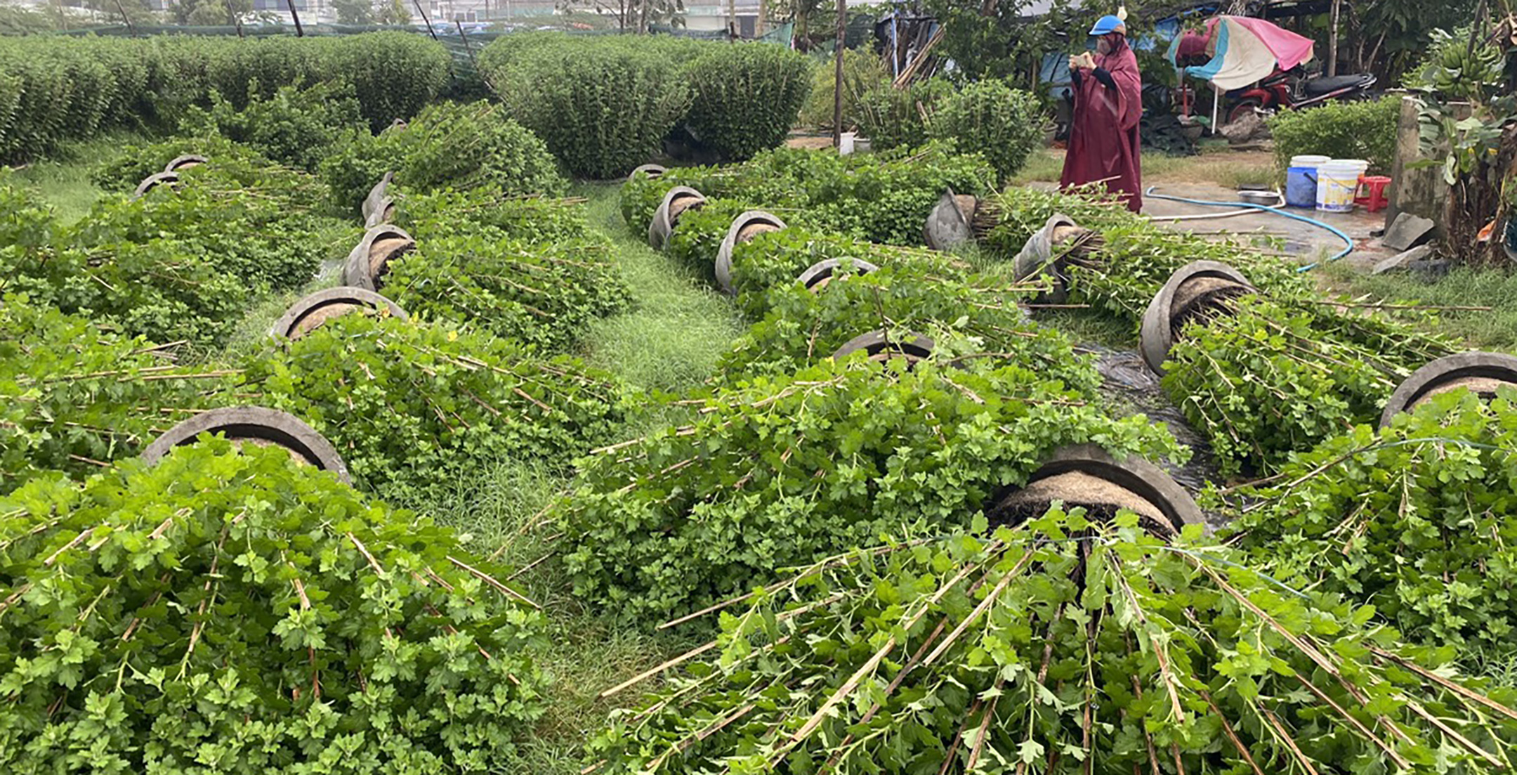 Tại vườn nhà ông H.V.P (phường 9, TP Tuy Hòa), 700 chậu hoa cúc tết cao hơn 1m bị ngã đổ nằm sát đất, nhiều cây hoa bị gãy đọt, dập nụ.