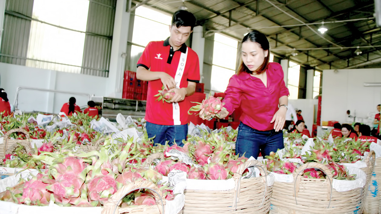 Xuất khẩu nông sản, thực phẩm đạt gần 34 tỷ USD Xuất khẩu nông sản, thực phẩm đạt gần 34 tỷ USD