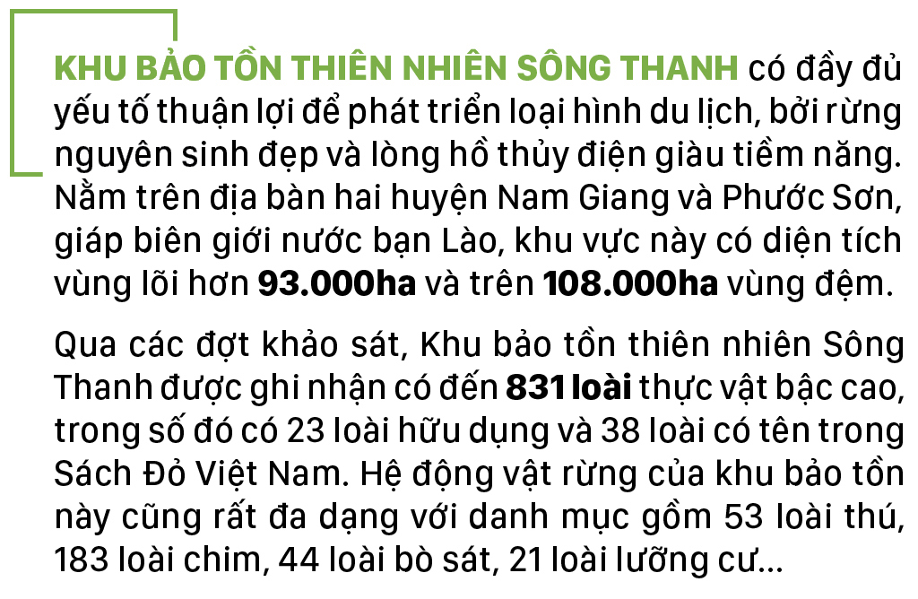 Nỗ lực giữ rừng Sông Thanh ảnh 3