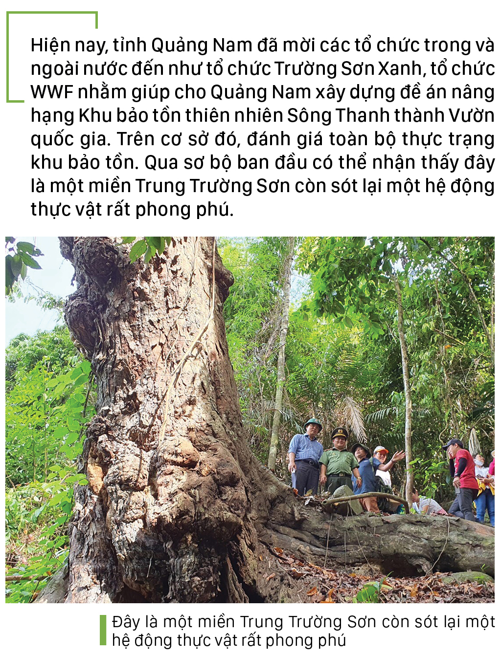 Nỗ lực giữ rừng Sông Thanh ảnh 12