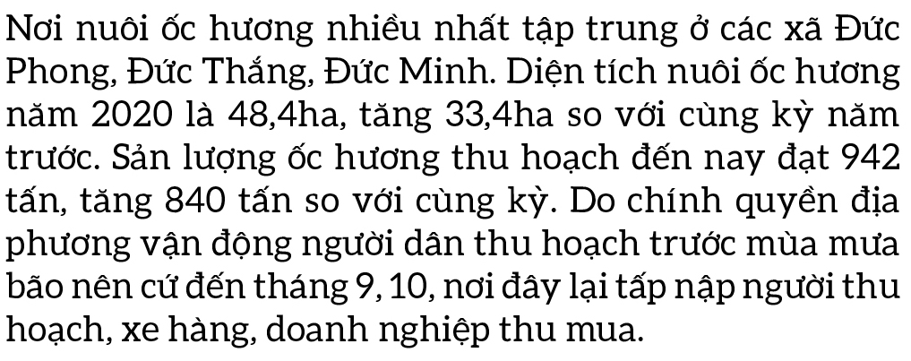 Thu hoạch ốc hương trước mùa mưa bão ảnh 10