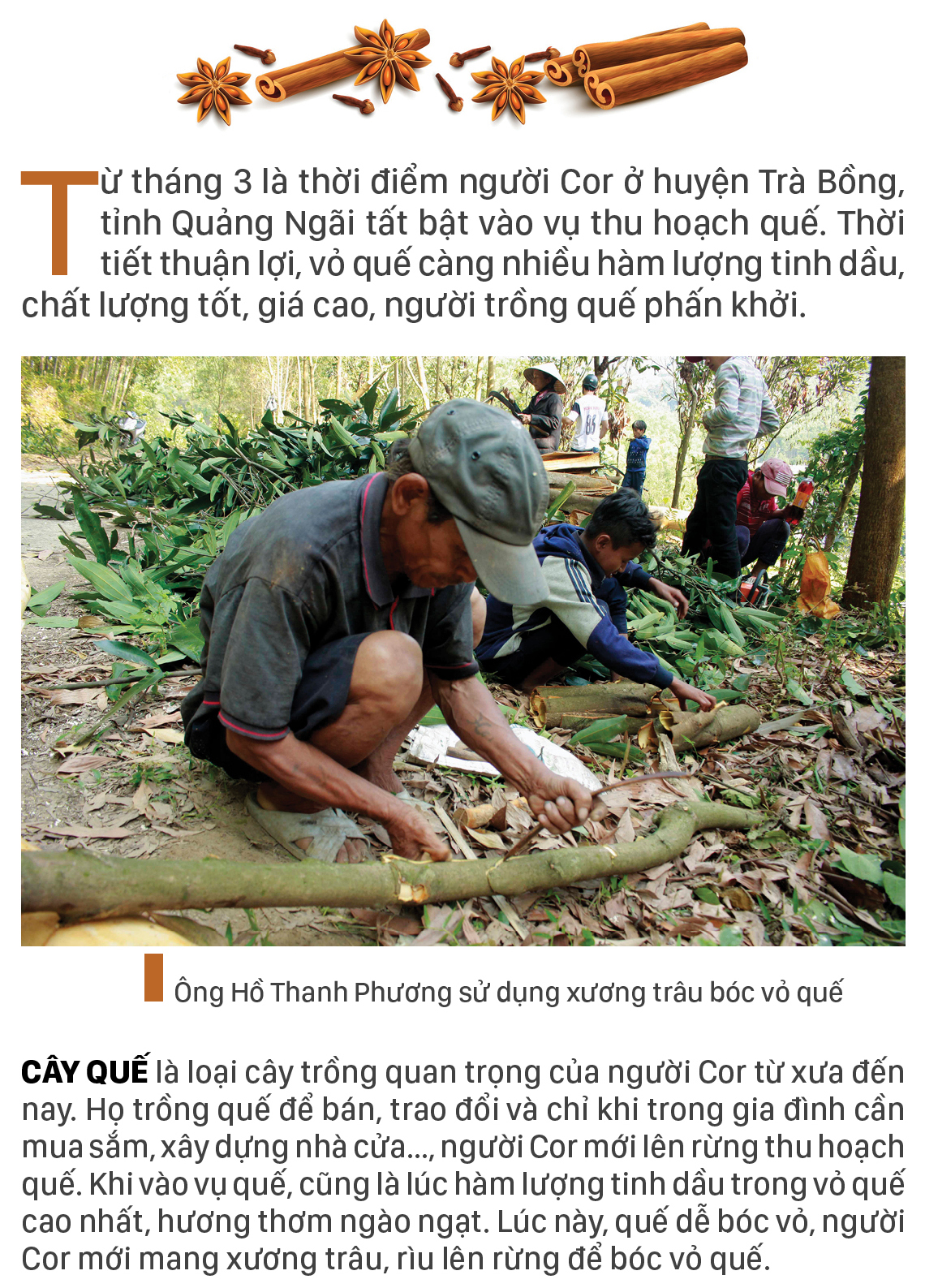 Người Cor ở Quảng Ngãi vui mùa thu hoạch quế ảnh 1
