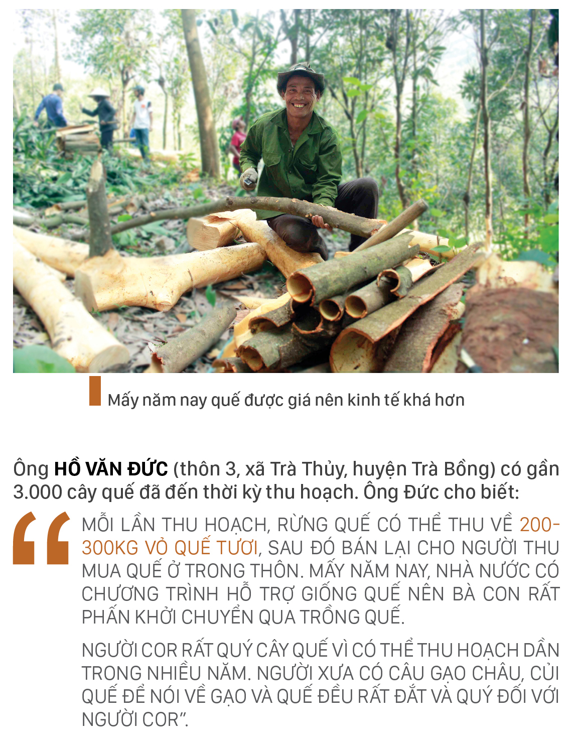 Người Cor ở Quảng Ngãi vui mùa thu hoạch quế ảnh 2