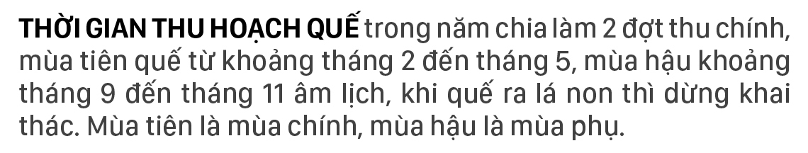 Người Cor ở Quảng Ngãi vui mùa thu hoạch quế ảnh 4