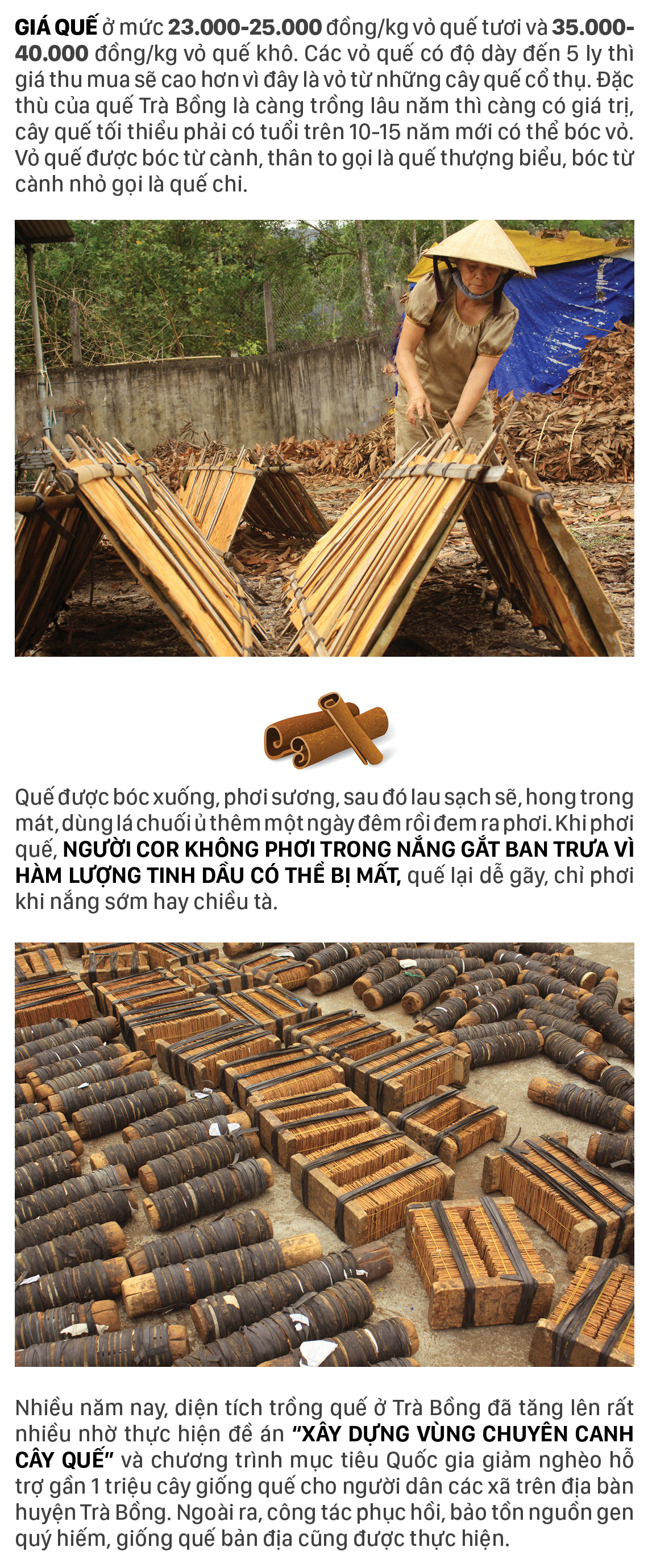 Người Cor ở Quảng Ngãi vui mùa thu hoạch quế ảnh 7