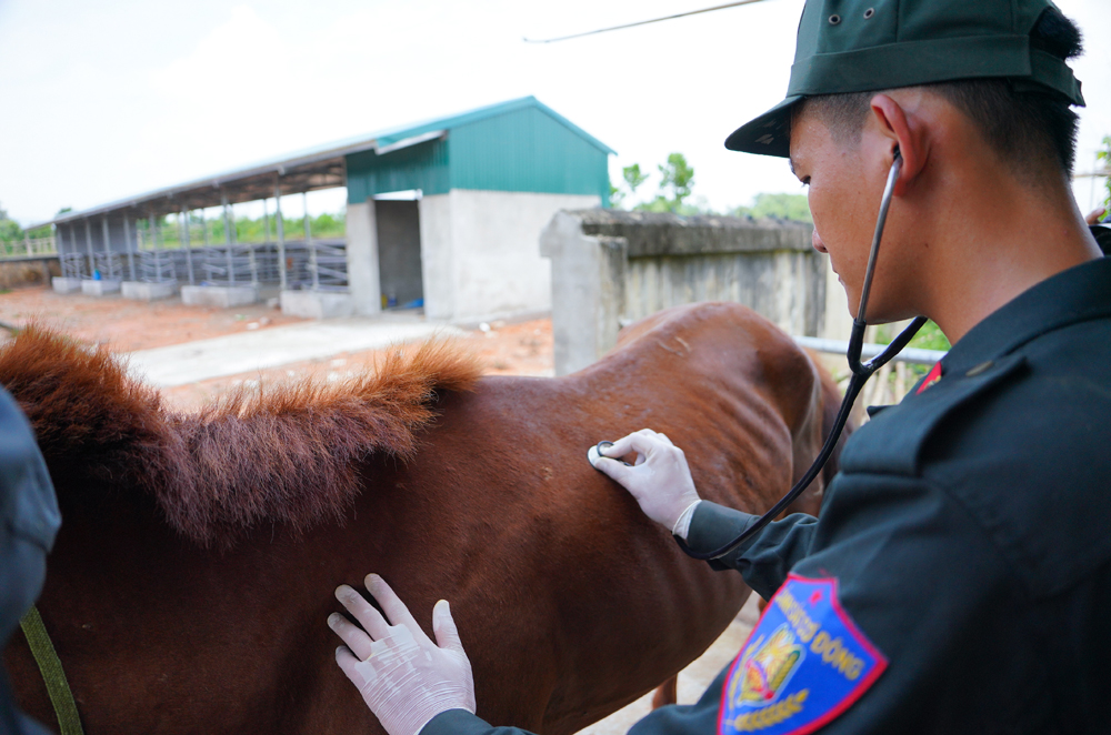 Cảnh sát cơ động Kỵ binh huấn luyện ngựa nghiệp vụ ảnh 27