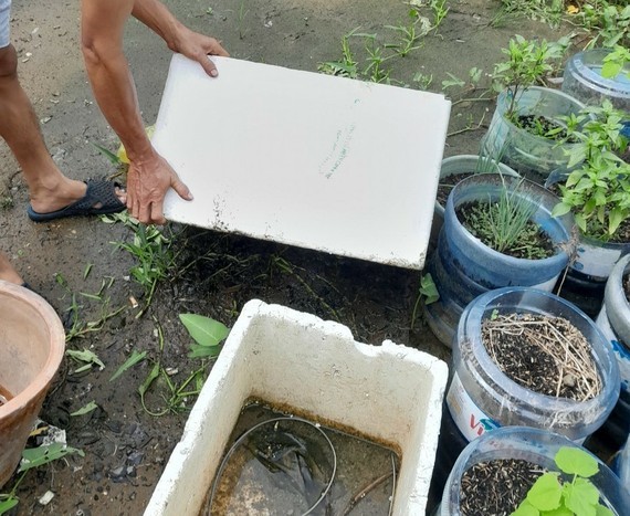 Dengue cases decrease but 29 die ảnh 1 Dengue cases decrease but 29 die ảnh 1