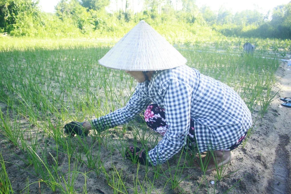 Quảng Ngãi: Người dân lo lắng vì kiệu bị cháy đầu lá ảnh 2 Quảng Ngãi: Người dân lo lắng vì kiệu bị cháy đầu lá ảnh 2