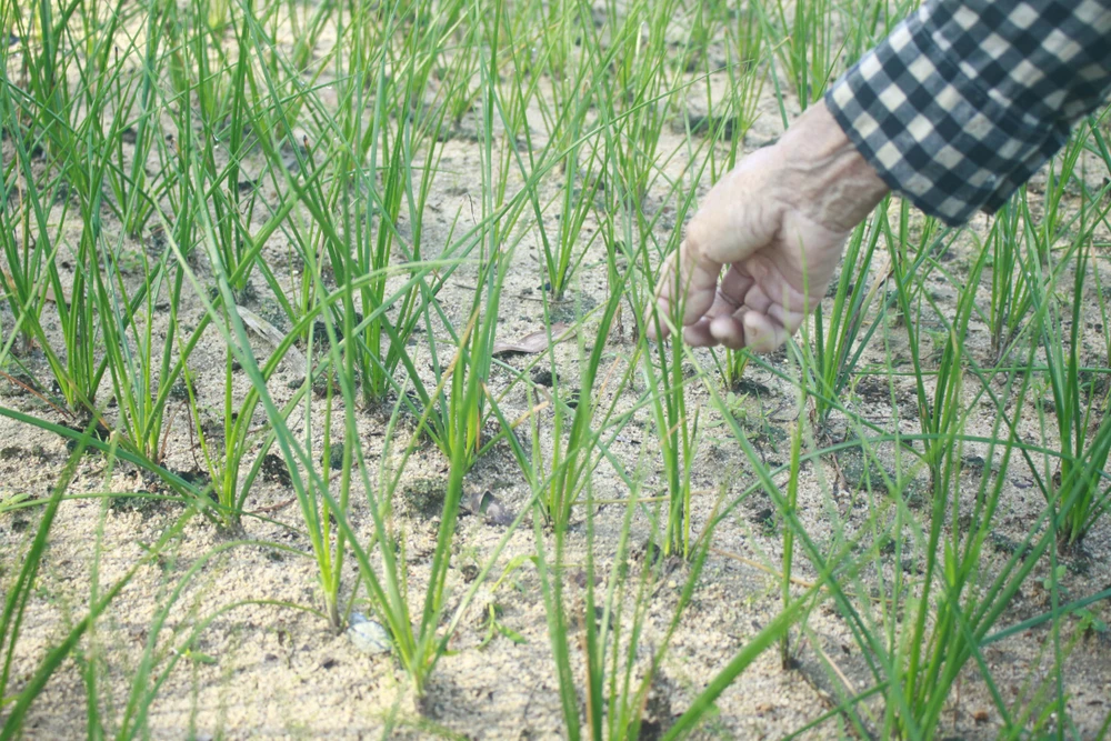 Quảng Ngãi: Người dân lo lắng vì kiệu bị cháy đầu lá ảnh 3 Quảng Ngãi: Người dân lo lắng vì kiệu bị cháy đầu lá ảnh 3