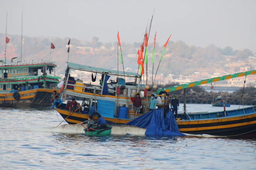 Bình Thuận: Cá voi nặng gần 10 tấn, dài 15m lụy ngoài khơi được đưa vào bờ ảnh 2 Bình Thuận: Cá voi nặng gần 10 tấn, dài 15m lụy ngoài khơi được đưa vào bờ ảnh 2