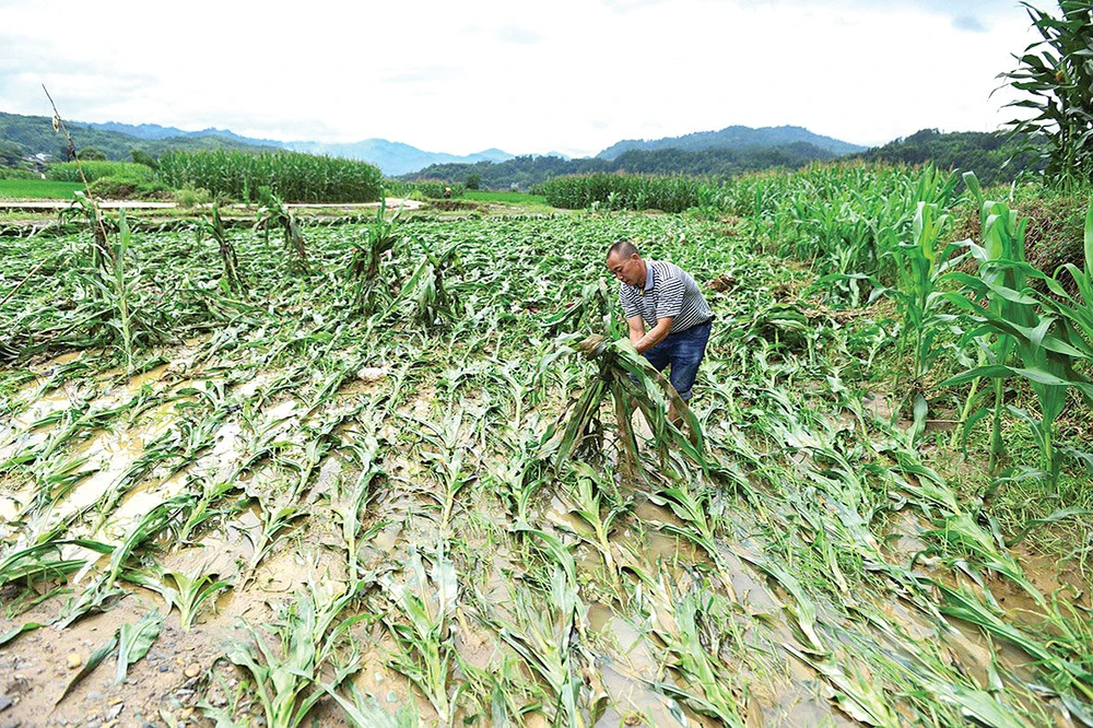 Một nông dân kiểm tra cánh đồng bắp bị thiệt hại do lũ lụt ở tỉnh Quý Châu, Trung Quốc. Ảnh: REUTERS
