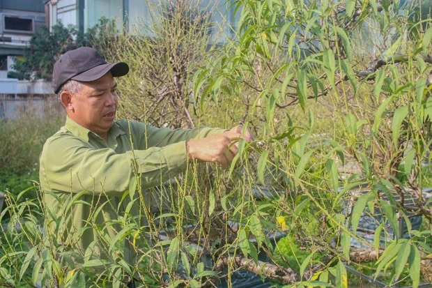'Thủ phủ' đào Nhật Tân: Hối hả chăm cây, thấp thỏm 'ngóng' thời tiết hình ảnh 1 'Thu phu' dao Nhat Tan: Hoi ha cham cay, thap thom 'ngong' thoi tiet hinh anh 1