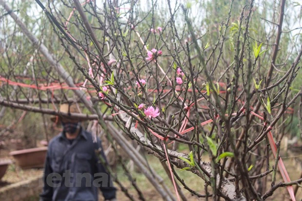 'Thủ phủ' đào Nhật Tân: Hối hả chăm cây, thấp thỏm 'ngóng' thời tiết hình ảnh 3 'Thu phu' dao Nhat Tan: Hoi ha cham cay, thap thom 'ngong' thoi tiet hinh anh 3