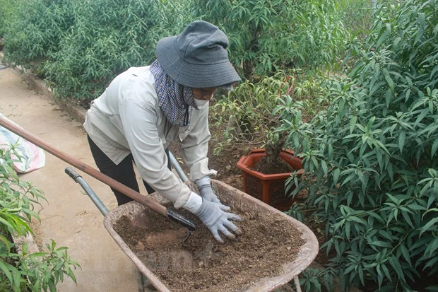 'Thủ phủ' đào Nhật Tân: Hối hả chăm cây, thấp thỏm 'ngóng' thời tiết hình ảnh 4 'Thu phu' dao Nhat Tan: Hoi ha cham cay, thap thom 'ngong' thoi tiet hinh anh 4